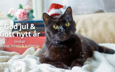 God jul & gott nytt år, önskar Anna (team Sundbyberg)