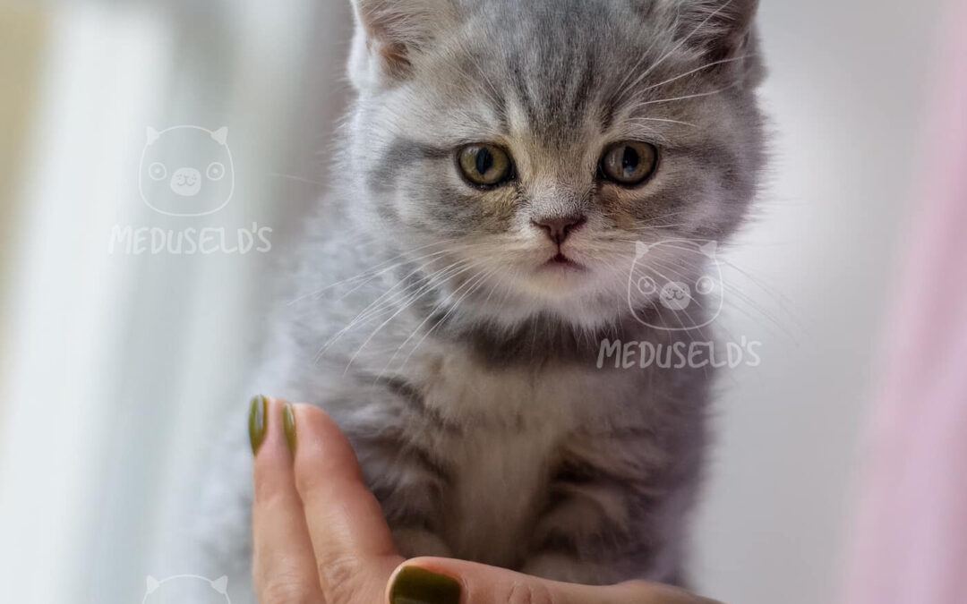 Positiv förstärkning när du uppfostrar din kattunge – nyckeln till en starkare relation